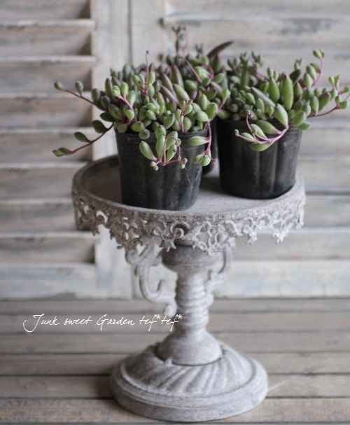 多肉植物】 『ルビーネックレス』 | すべての商品 | | Junk sweet