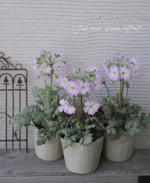 <i>Primula filchnera</i><BR><BR>Ť̷Ϲ<BR>⥹꡼ΥС꡼<BR>ץإե륯ͥ饨