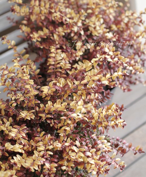 Lonicera nitida<BR>��Baggesen's Gold��<BR><BR>�Ѵ��������ڥ��˥��顦�˥���<BR>�إХ��å��󥹡�������ɡ�