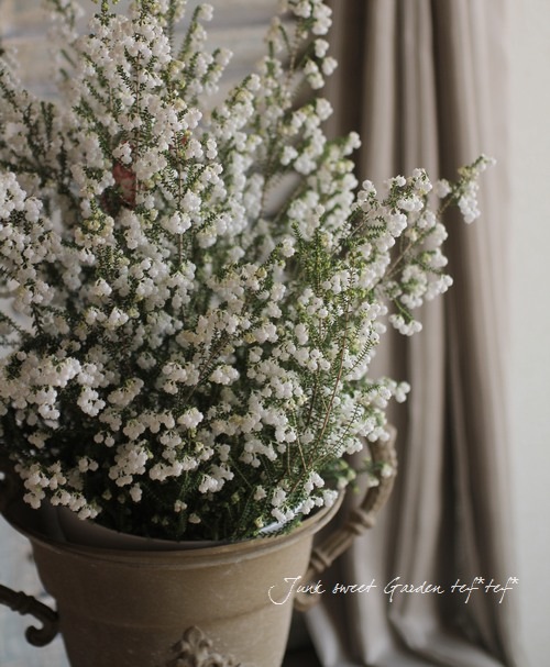 Erica formosa.<BR><BR>�ݤäƤ�Ȳİ�������<BR>�إ�����󥨥ꥫ��