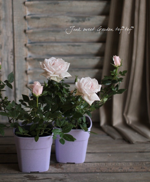 ���¥������ο��ʼ�ߥ˥Х� �إ����ࡼ��١�����