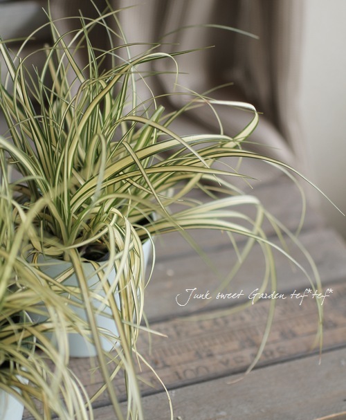 �ڴ��տ�ʪ�� ����å��� �إ��С�������ɡ� �إ٥����饹��