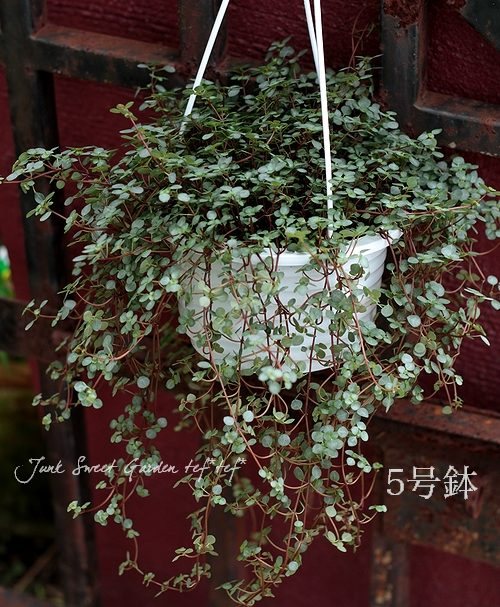 Pilea ��Glauca Greizy��<BR><BR>�ߤ�ȭ������ԥ쥢<BR>�إ��饦�����쥤������