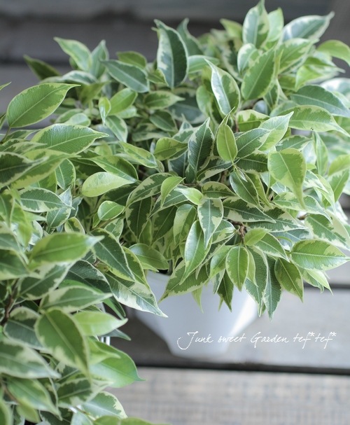 Ficus benjamina<BR><BR>����������ƥꥢ���꡼��<BR>�ơ��֥륵�����Υ٥󥸥�ߥ�<BR>�إ�֥꡼��