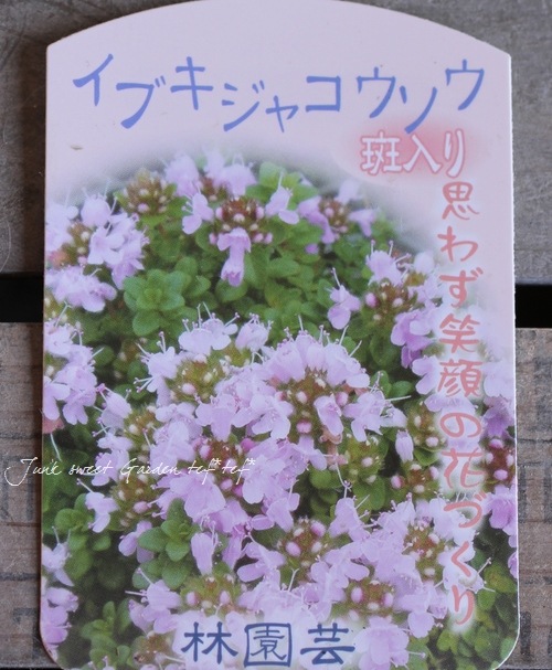 ܤΥࡪꡡذ˿᥸㥳