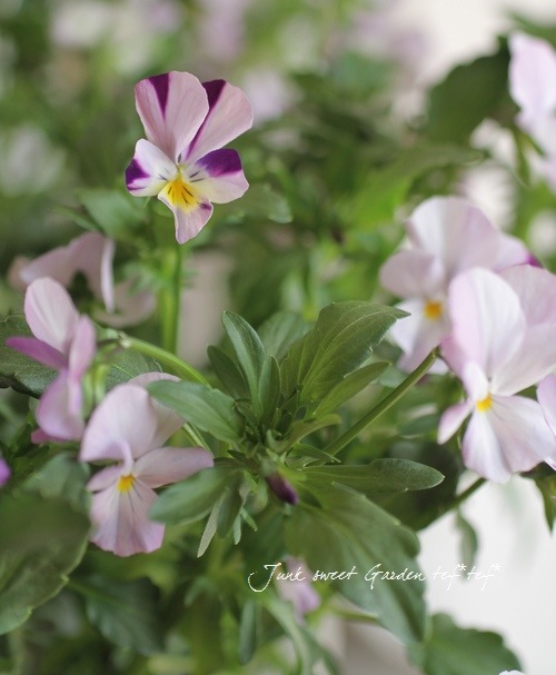 tef*tef*ƥ2014<BR>* no.14*<BR>إԥ󥯹ʤ