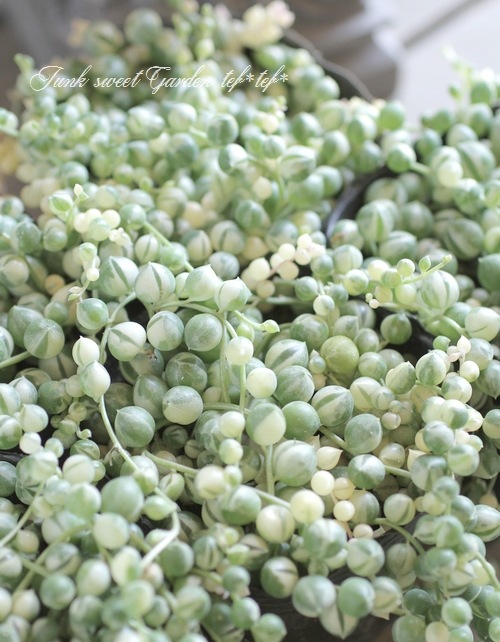 多肉植物】 斑入り『グリーンネックレス』 吊り大鉢 | すべての商品