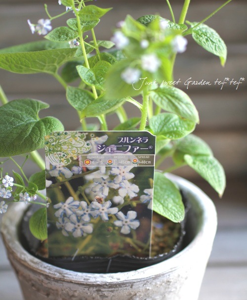 Brunnera macrophylla<BR>��Jennifer��<BR><BR>�����Ǥ��ĥ֥��ͥ�<BR>�إ����˥ե�����