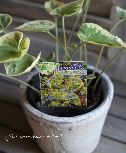 Brunnera macrophylla<BR>��Hadspen Cream��<BR><BR>�����Ǥ��ĥ֥��ͥ�<BR>�إϥɥ��ڥ󥯥꡼���
