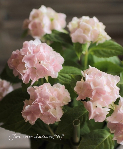Hydrangea serrata<BR><BR><BR>ذͽҼޤ