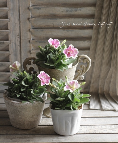 �ڥ���˥����ץ쥸�㡼���إ�٥�����ۥ磻�ȥ��������