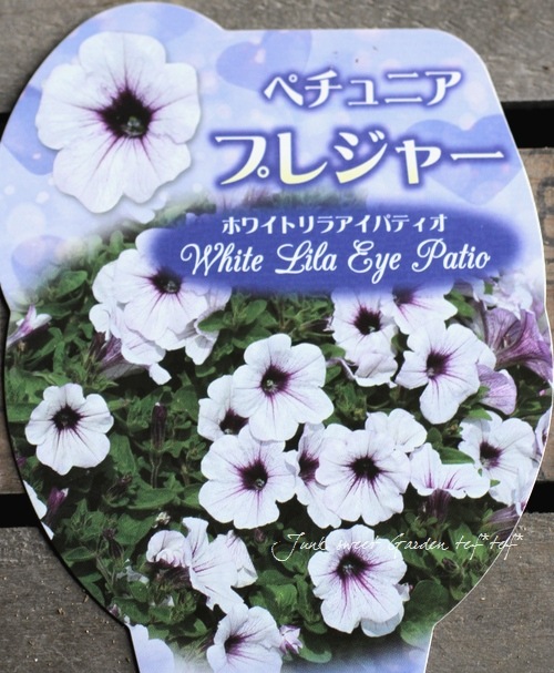 Petunia��hybrida<BR><BR>��߷������Ρ��ڥ���˥����ץ쥸�㡼<BR>�إۥ磻�ȥ�饢���ѥƥ�����