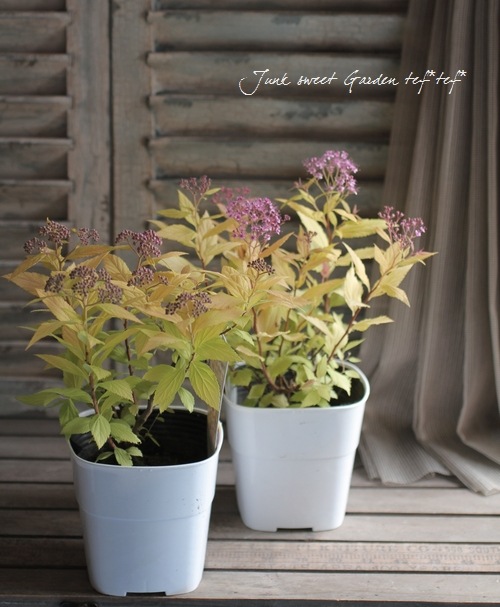 ����ĥ�(���ԥ饨��)���إ�����ɥե졼���