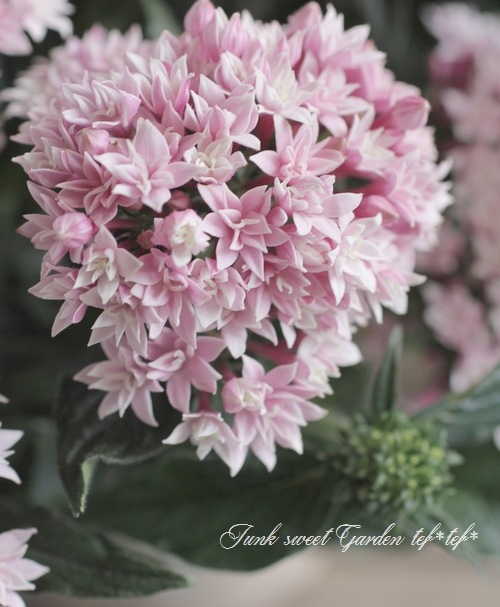 暑さが大好き！ペンタス 八重咲きライカ 『ホワイトパール』 | すべて