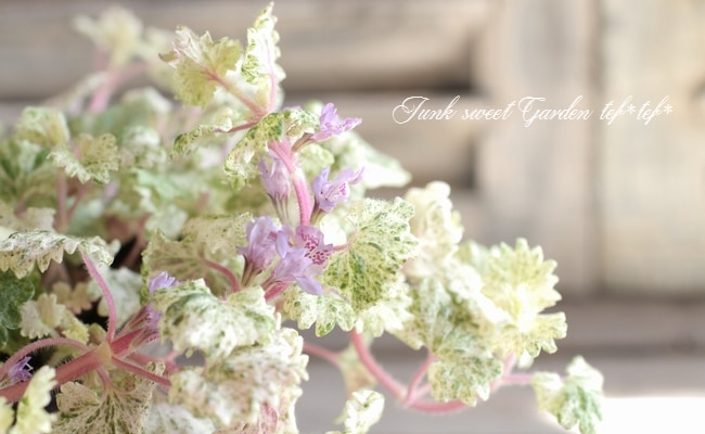 斑入りグレコマ レッドステム すべての商品 Junk Sweet Garden Tef Tef 斑入りグレコマ レッドステム すべての商品 Junk Sweet Garden Tef Tef