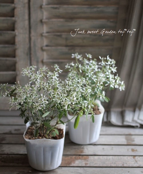 ユーフォルビア 『ダイヤモンドフロスト』 | すべての商品 | | Junk