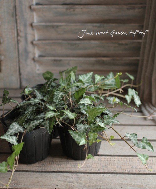 広野園芸さん】ヘデラ 『キプロス』 シックなダークグリーン | すべて