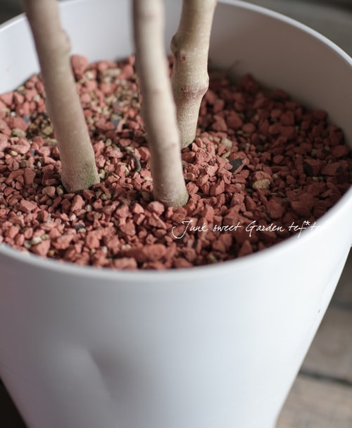 ƥꥢ꡼<BR>ե٥󥸥ߥ<BR>إ٥󥸥ߥʡա<BR>ȥԥ꡼Ω