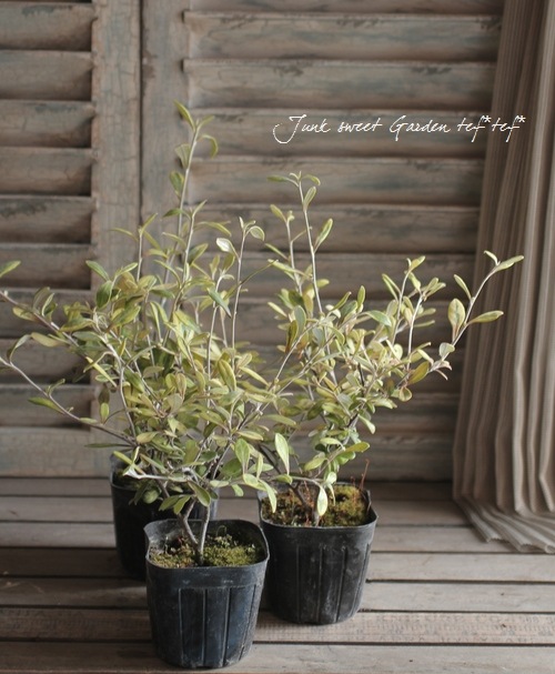 Corokia cotoneaster <BR><BR>���꡼�֤Τ褦���դäѡ�<BR>���������������ꥪ�꡼�֥꡼�ա�
