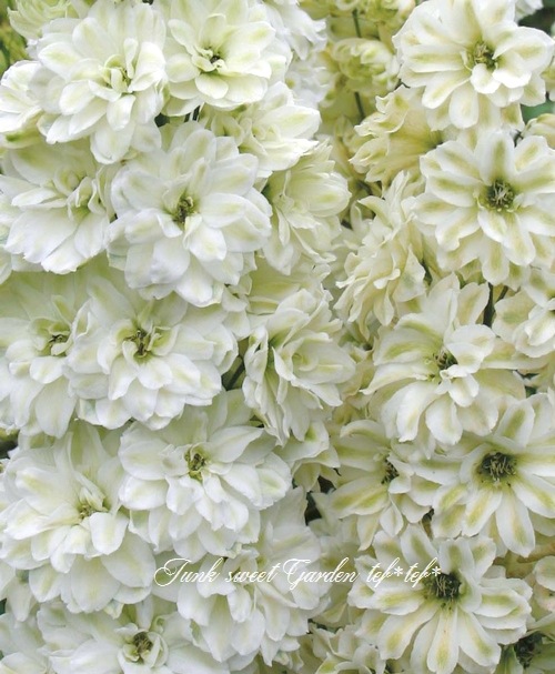 i>Delphinium</i><BR><BR>デルフィニウム・ダブル<BR>『グリーン