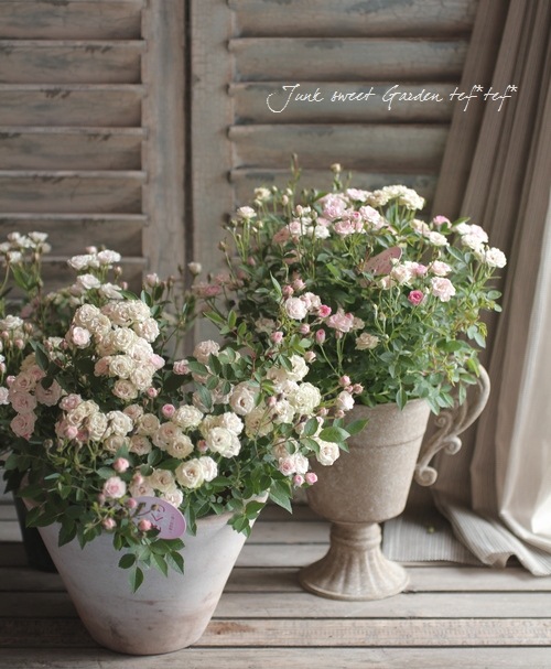 さくらんぼ さくらんぼ 種取り サクランボ チェリー 種 さくらんぼの種取り