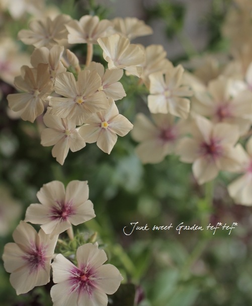 tef*tef*�󤻿���<BR>2014 * no.2 *<BR><BR>�ե��å����إ��꡼��֥����