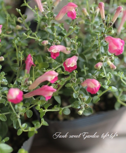 �����ƥ�ꥢ��Ωϲ�� ���إ����꡼�����륭��åס�