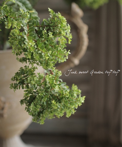 カラー・ユーカリ・タマシダのブーケ 高品質 カラー・ユーカリ・タマシダのブーケ カラー・カンパニュラ