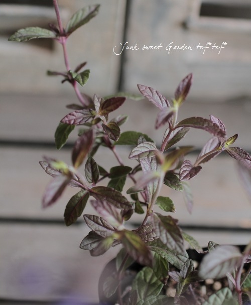 ƼդΥӥʥ󥷥إߥå֥롼١