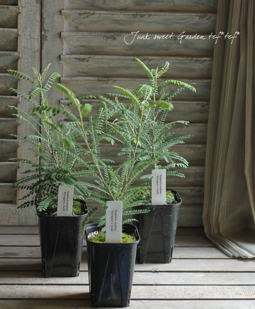 <i>Sophora prostrata</i><BR><BR>ե顦ץ<BR>إ<BR>إɥ饴󥺥ɡ