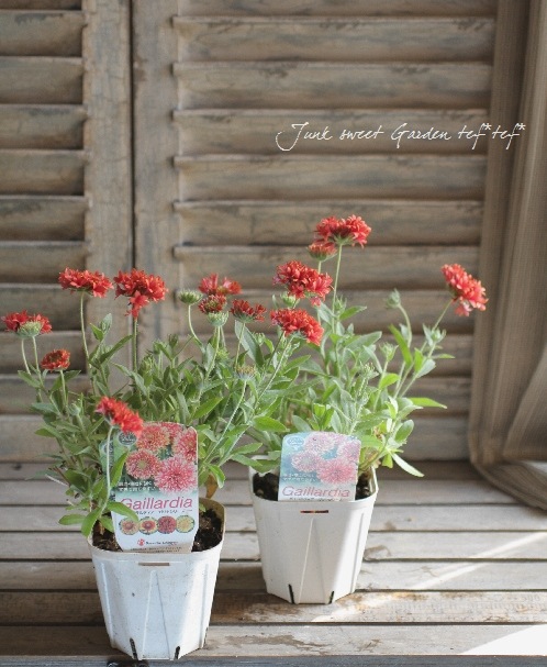 宿根草！変わり咲き！ ガイラルディア・ ガリア 『レッドスパーク