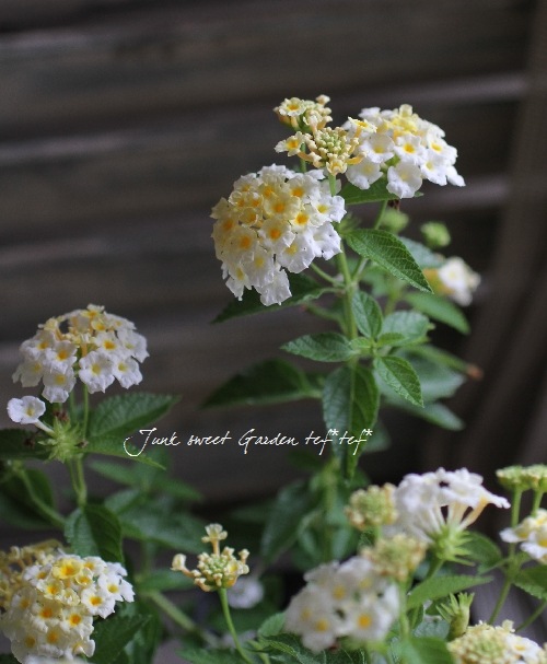 <i>Lantana camara</i><BR><BR>󥿥<BR>إ&ۥ磻ȡ