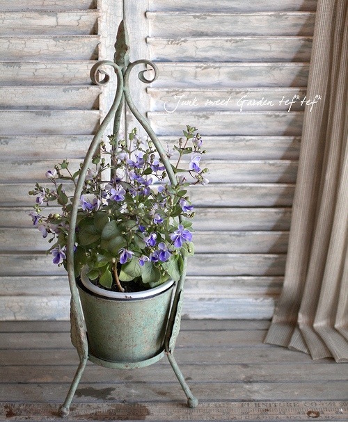 <i>Clerodendrum ugandense</i><BR><BR>󤤤礦<BR>ǥɥ<BR>إ֥롼󥰡