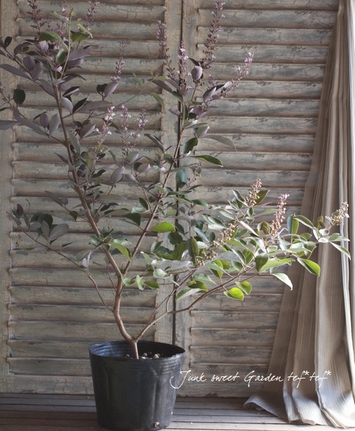 <i>Vitex trifolia 'Purprea'</i><BR><BR>Ũտ<BR>ƼΥ˥󥸥ܥ<BR>إץץ쥢