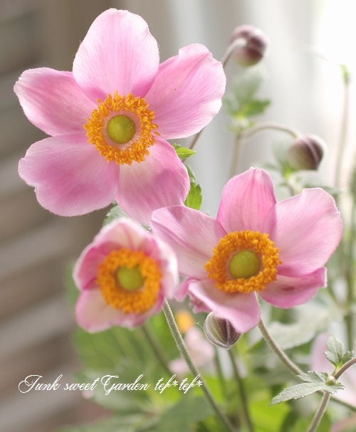 秋明菊 -シュウメイギク- 『ももいろブーケ』 大和園オリジナル