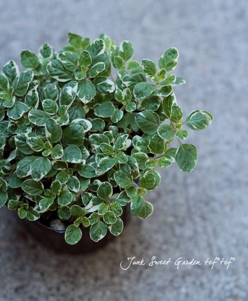 <i>Origanum majorana</i><BR><BR>������إ������ȥޥ������