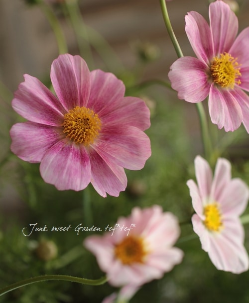 Bourbon Suite コスモス LP Cosmos バーボンスイート – C25R0103 : 和