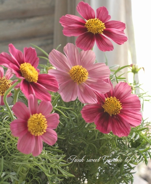 <i>Cosmos bipinnatus</i><BR><BR>⥹<BR>إƥ