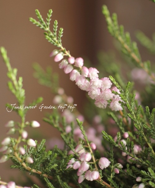 <i>Calluna vulgaris</i><BR><BR>Ȭź餭롼<BR>֥륬ꥹ<BR>MIXۥ磻ȡߥԥ󥯡
