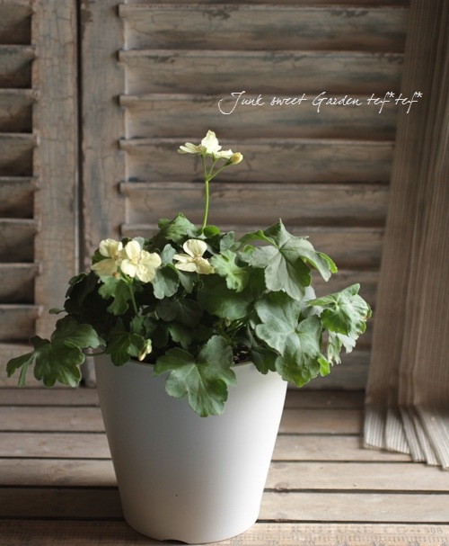 <i>Pelargonium</i><BR><BR>Ȭ�ź餭����˥���<BR>�إե������ȥ���������