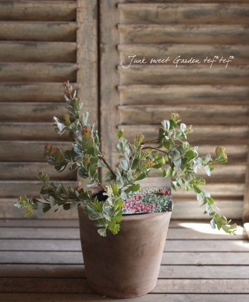 ���ǥʥ󥵥����إ��͡��������Х����åȥե���