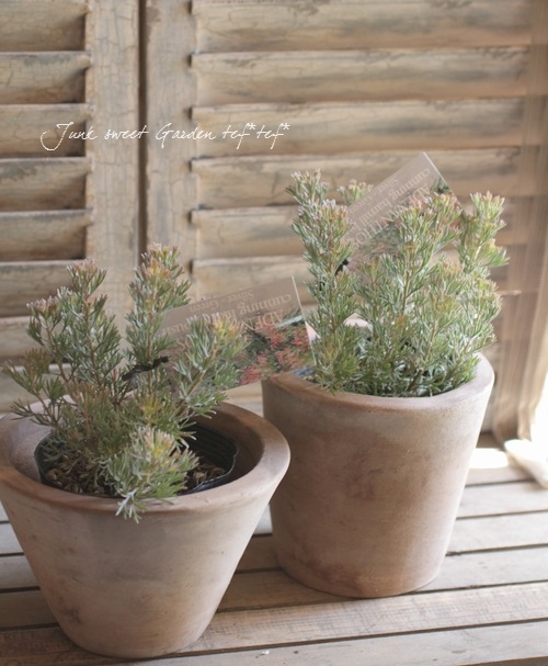 <i>adenanthos meisneri carpet</i><BR><BR>�������ȥ�ꥢ��ץ���<BR>���ǥʥ󥵥����֥å����<BR>�إ��˥��󥰡��ϡ��˥Х��