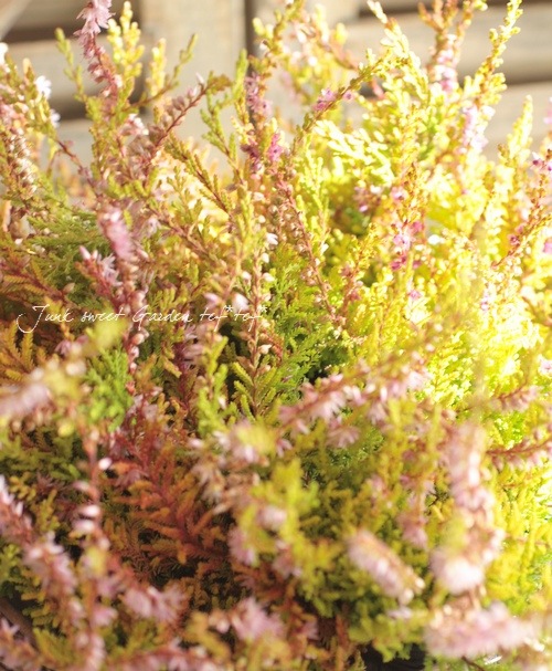 롼ʡ֥륬ꥹإ饤ߥԥ󥯲֡١No.E