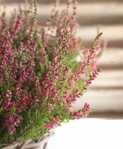 ���롼�ʡ��֥륬�ꥹ���إ��꡼���Ȭ��ǻ�ԥ󥯾��֡١���No.A��