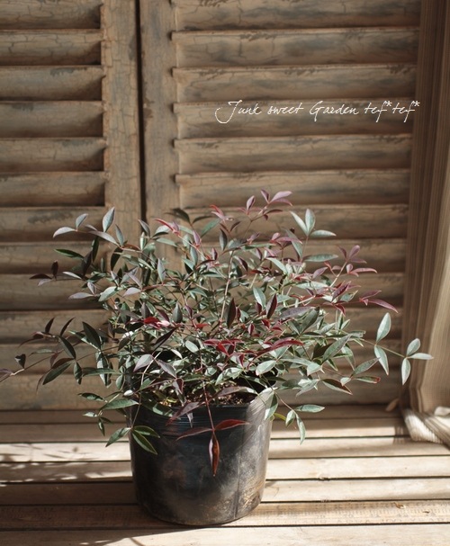 <i>Nandina domestica ��Flirt��</i><BR><BR>�ʥ�ƥ�<BR>�إե롼�ȡ�