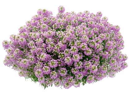 <i>Lobularia hybrid</i><BR><BR>���٥����ѡ�����å���<BR>�إХ����顼�ԥ󥯥��ȥ꡼���