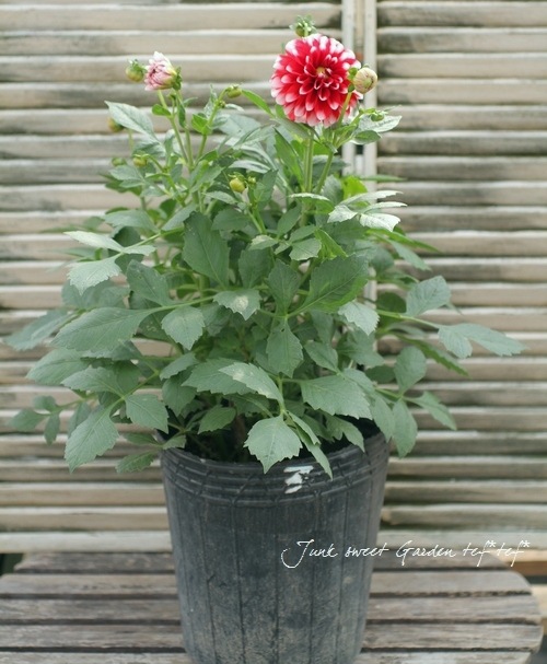 stina スティナ 新品未開封 ダリア Dahlia stina スティナ 新品未開封 ダリア Dahlia