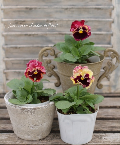 <i>Viola��wittrockiana </i><BR><BR>�ե��ѥ󥸡�<BR>�եꥺ�륷����<BR>�إ饺�٥꡼��