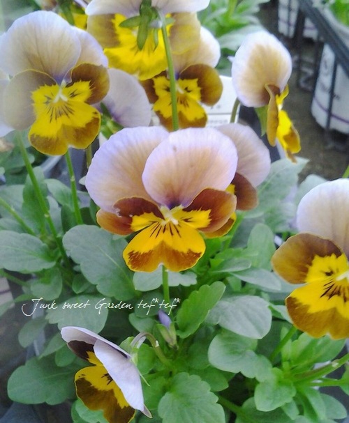 <i>Viola��wittrockiana </i><BR><BR>���󥸥��󥿤���Υץ�ߥ���ӥ��顪<BR>�ǥ����������إ����������ѡ��ץ��