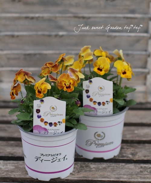 花 Cvernal フレンチラベンダー クラウンピンクパール○(ストエカス系)大輪品種の